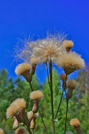 Green branched plant with white fluffy seeds closeup in a field against blue sky