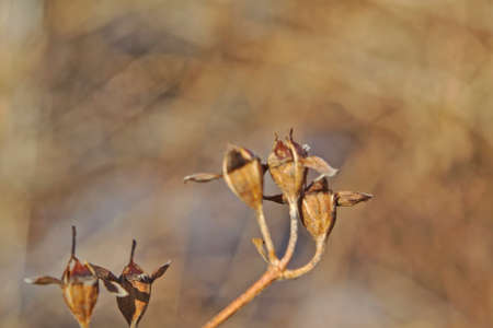 The stems of plants in winter on a blurred backgroundの写真素材