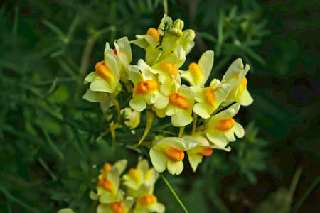 Yellow meadow flowers Linaria vulgaris Milk on a dark background close-upの写真素材