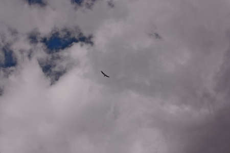 White seagull flying soaring in the blue sky with dramatic cloud