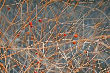 Stems of dried plants on a blurred background close-upの写真素材