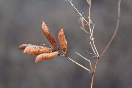 Stems of dried plants on a blurred background close-up