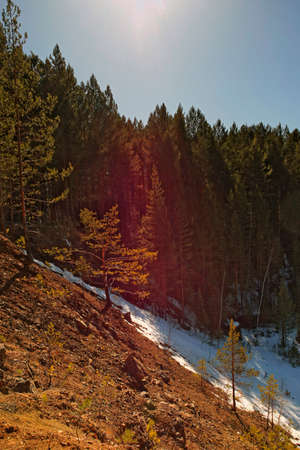 Coniferous forest illuminated by the morning sun on a early spring day.