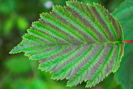 Green leaf texture on blurred background close-up
