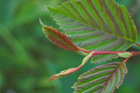 Green leaf texture on blurred background close-up