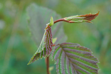 Green leaf texture on blurred background close-up