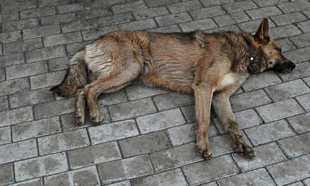 A large, thoroughbred dog in a collar sleeps on the sidewalk