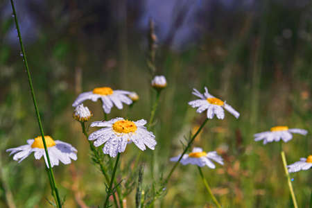 Flowers of a camomile with raindrops on a blurred background close-upの写真素材