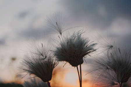 Sunset at the edge of the forestの写真素材