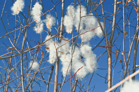Close up of pussy willows as a spring symbol.の写真素材