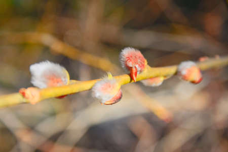 Furry buds of pussy-willow