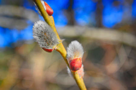 Furry buds of pussy-willow