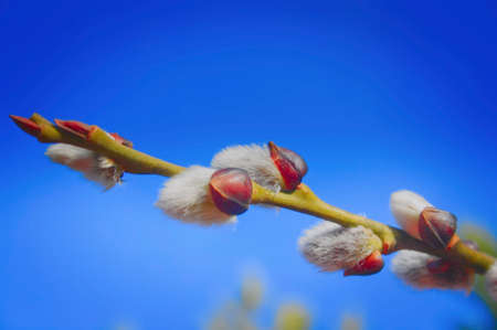 Furry buds of pussy-willowの写真素材