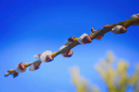 Furry buds of pussy-willowの写真素材