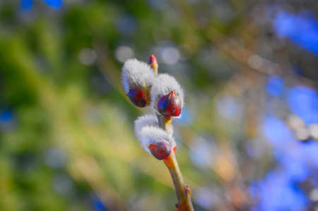 Furry buds of pussy-willowの写真素材