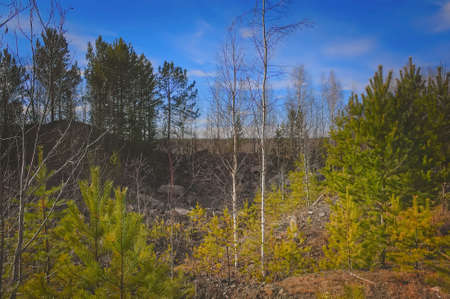 Early spring in a mixed coniferous forestの写真素材