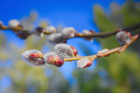 Furry buds of pussy-willowの写真素材