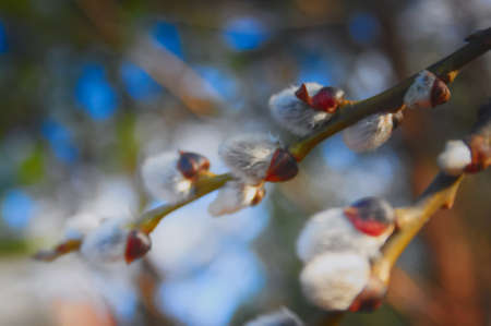 Furry buds of pussy-willowの写真素材