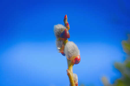 Furry buds of pussy-willowの写真素材