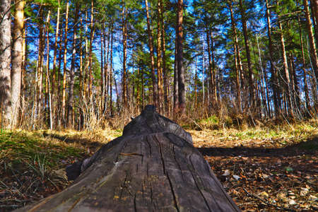 Forest in spring with beautiful bright sun raysの写真素材