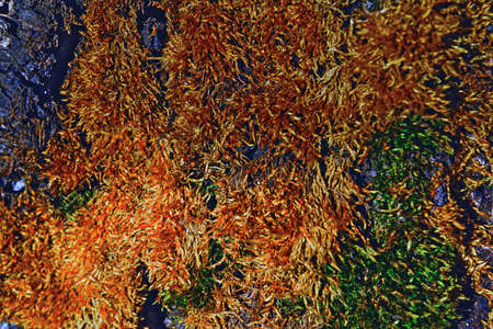 multicolored moss on the bark of an old treeの写真素材