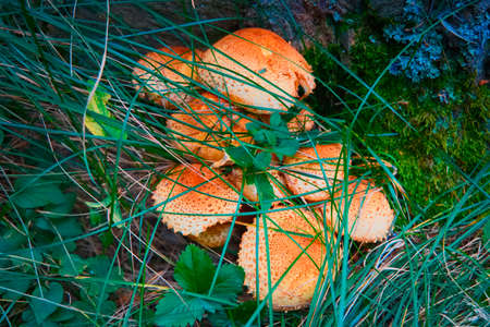 Forest mushrooms false agaricsの写真素材