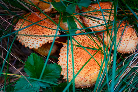 Forest mushrooms false agaricsの写真素材