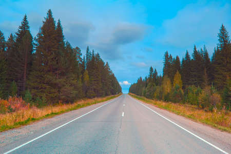 Forest road at sunset