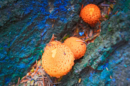 Forest mushrooms false agaricsの写真素材