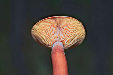 Poisonous forest mushrooms close-up.の写真素材