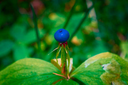 Poisonous berry on Herb-paris ,Paris quadrifolia, close-up, selective focusの写真素材