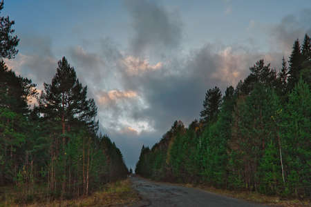 Forest road in a coniferous forest at sunset in autumnの写真素材