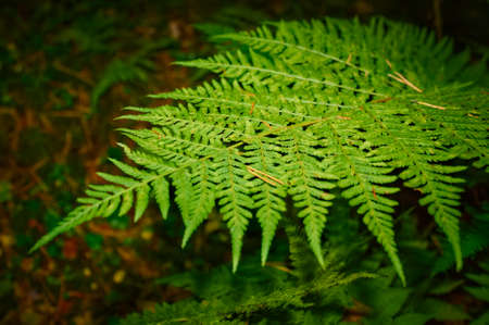 fresh spring green fern leaves in forest