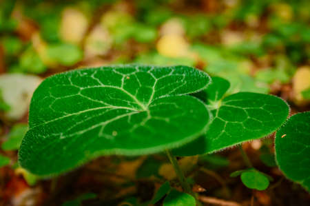 Green leaves on a dark background close-upの写真素材