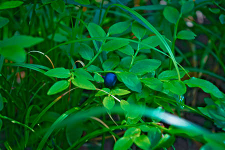 Close up of the twigs and berries of the wild European blueberryの写真素材