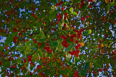 ripe apples on a tree branch against blue skyの写真素材