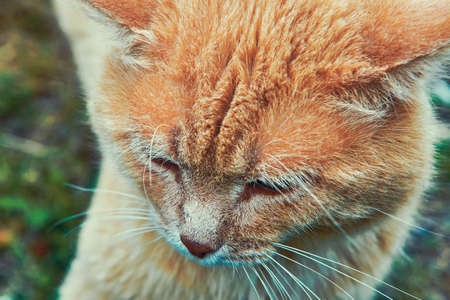 Red cat portraitの写真素材