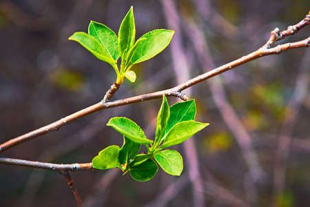 close up branch with young leaves in springの写真素材