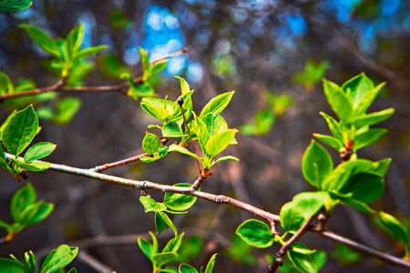 Young budding leaves in springの写真素材