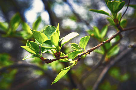 Young budding leaves in springの写真素材