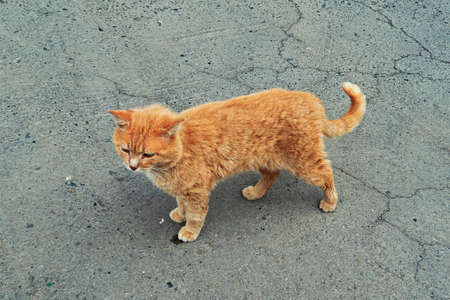 Portrait of a happy red cat cllose-upの写真素材