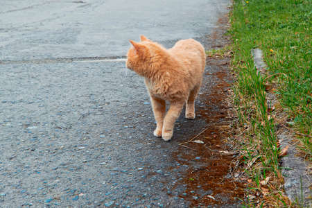 Red cat portraitの写真素材