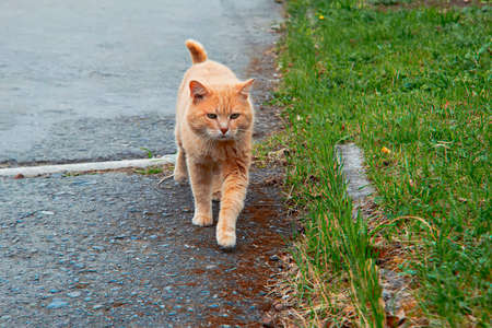 Portrait of a happy red cat cllose-upの写真素材