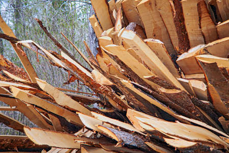 The texture of a wooden cut board with bark, which is chaoticly slipperyの写真素材