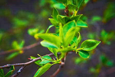 close up branch with young leaves in spring