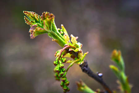 close up branch with young leaves in springの写真素材