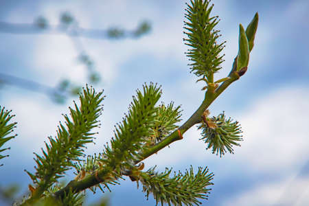 close up branch with young leaves in spring