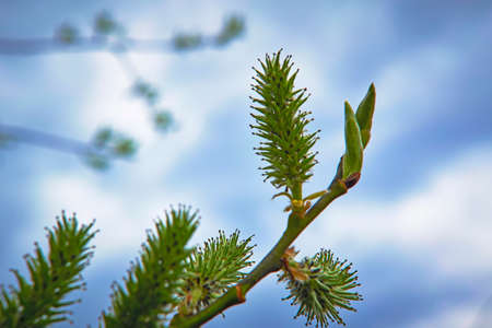 close up branch with young leaves in springの写真素材
