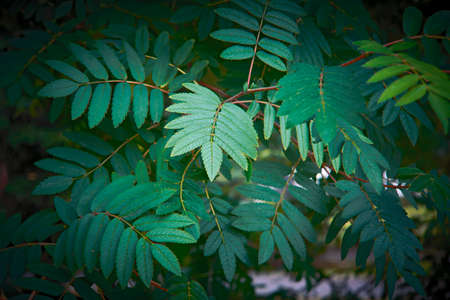 nature green leaf plant wall texture backgroundの写真素材