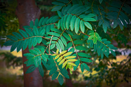 nature green leaf plant wall texture background